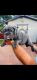 English Bulldog Puppies for sale in San Antonio, TX, USA. price: $3,500