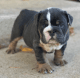 English Bulldog Puppies for sale in San Francisco, CA, USA. price: $3,200