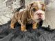 English Bulldog Puppies for sale in Modesto, CA, USA. price: $3,500