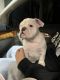 English Bulldog Puppies for sale in Denver, CO, USA. price: $2,000
