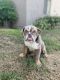 English Bulldog Puppies for sale in Colton, CA, USA. price: $950