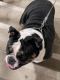 English Bulldog Puppies for sale in Colorado Springs, CO, USA. price: $3,500