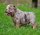 English Bulldog Puppies for sale in Calistoga, CA 94515, USA. price: $2,400
