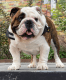 English Bulldog Puppies for sale in Calistoga, CA 94515, USA. price: $2,500