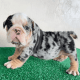 English Bulldog Puppies for sale in Calistoga, CA 94515, USA. price: NA