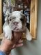 English Bulldog Puppies for sale in Paynesville, MN 56362, USA. price: $3,500