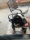 English Bulldog Puppies for sale in Lancaster, CA, USA. price: $700