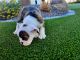 English Bulldog Puppies for sale in Phoenix, AZ 85024, USA. price: $3,500