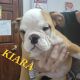 English Bulldog Puppies for sale in West Mansfield, OH 43358, USA. price: NA