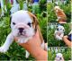 English Bulldog Puppies for sale in Sacramento, CA, USA. price: $700
