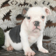 English Bulldog Puppies for sale in Kent, WA, USA. price: $600