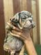 English Bulldog Puppies for sale in Carson, CA, USA. price: $2,500