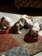 English Bulldog Puppies for sale in Worth, IL 60482, USA. price: NA