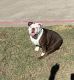 English Bulldog Puppies for sale in Carrollton, TX 75006, USA. price: $3,500