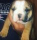 English Bulldog Puppies for sale in Worcester, MA, USA. price: $3,000