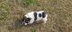 English Bulldog Puppies for sale in LaFayette, GA 30728, USA. price: $2,000