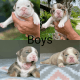 English Bulldog Puppies for sale in Compton, CA, USA. price: $3,000