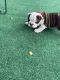 English Bulldog Puppies for sale in Mt Dora, FL 32757, USA. price: NA