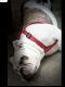 English Bulldog Puppies for sale in Roseville, MI 48066, USA. price: NA