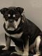 English Bulldog Puppies for sale in Montvale, NJ 07645, USA. price: NA