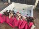 English Bulldog Puppies for sale in Goose Creek, SC, USA. price: $1,500