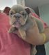 English Bulldog Puppies for sale in Aurora, IL, USA. price: $3,500