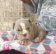 English Bulldog Puppies for sale in Dickinson, TX 77539, USA. price: $3,500