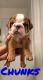 English Bulldog Puppies for sale in Oxford, OH 45056, USA. price: NA