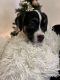 English Bulldog Puppies for sale in Taylor, MI 48180, USA. price: NA