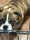 English Bulldog Puppies for sale in Fresno, CA 93727, USA. price: $2,000