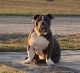 English Bulldog Puppies for sale in Uvalde, TX 78801, USA. price: NA