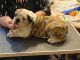 English Bulldog Puppies for sale in Jekyll Island, GA 31527, USA. price: NA