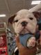 English Bulldog Puppies for sale in Riverside, CA 92507, USA. price: NA