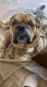English Bulldog Puppies for sale in North/Northwest Phoenix, Phoenix, AZ 85024, USA. price: NA