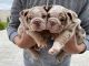 English Bulldog Puppies for sale in Perris, CA, USA. price: NA