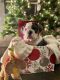 English Bulldog Puppies for sale in Moreno Valley, CA 92555, USA. price: $3,500