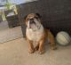 English Bulldog Puppies for sale in Aubrey, TX, USA. price: $80,000