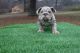 English Bulldog Puppies for sale in Summerfield, NC 27358, USA. price: $48