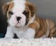 English Bulldog Puppies for sale in Daytona Beach, FL, USA. price: NA