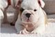 English Bulldog Puppies for sale in Daytona Beach, FL, USA. price: $700