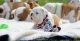 English Bulldog Puppies for sale in Daytona Beach, FL, USA. price: $700