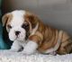 English Bulldog Puppies for sale in TX-249, Houston, TX, USA. price: NA
