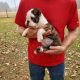 English Bulldog Puppies for sale in Laurel, MS, USA. price: NA