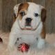 English Bulldog Puppies for sale in St. Louis, MO, USA. price: $550
