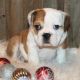 English Bulldog Puppies for sale in St. Louis, MO, USA. price: NA