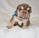 English Bulldog Puppies for sale in San Francisco, CA, USA. price: $600