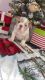 English Bulldog Puppies for sale in Brookfield, WI, USA. price: $5,000