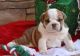 English Bulldog Puppies for sale in TX-1604 Loop, San Antonio, TX, USA. price: $700