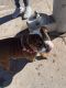 English Bulldog Puppies for sale in Las Cruces, NM, USA. price: $1,500