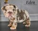 English Bulldog Puppies for sale in Amarillo, TX, USA. price: $4,500